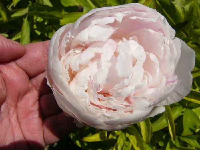 P1210754 - Gradina 2014 II