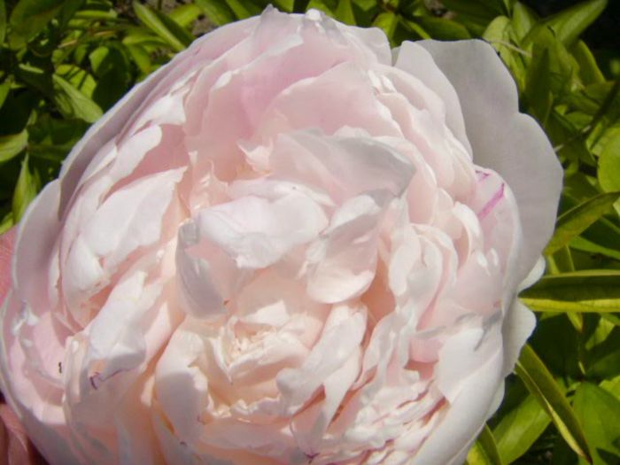 P1210756 - Gradina 2014 II