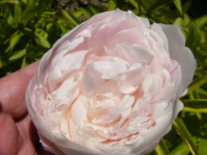 P1210757 - Gradina 2014 II