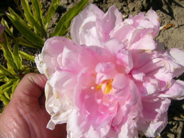 P1210758 - Gradina 2014 II