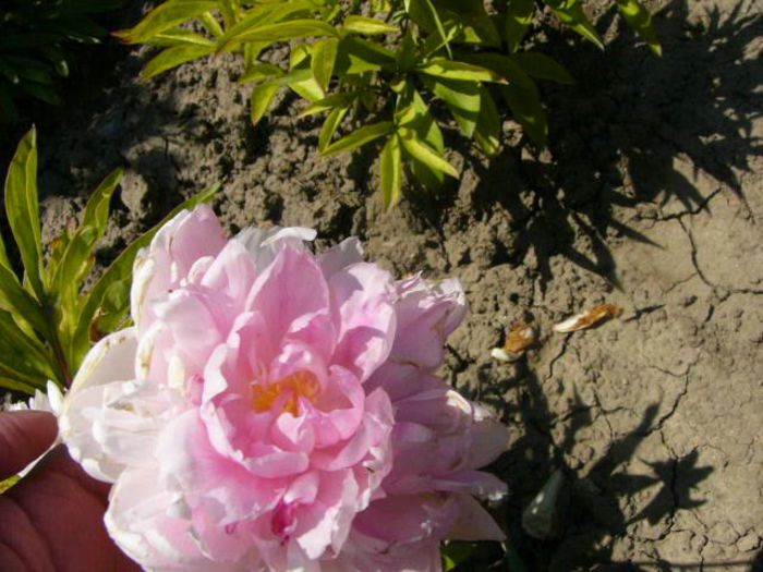 P1210759 - Gradina 2014 II