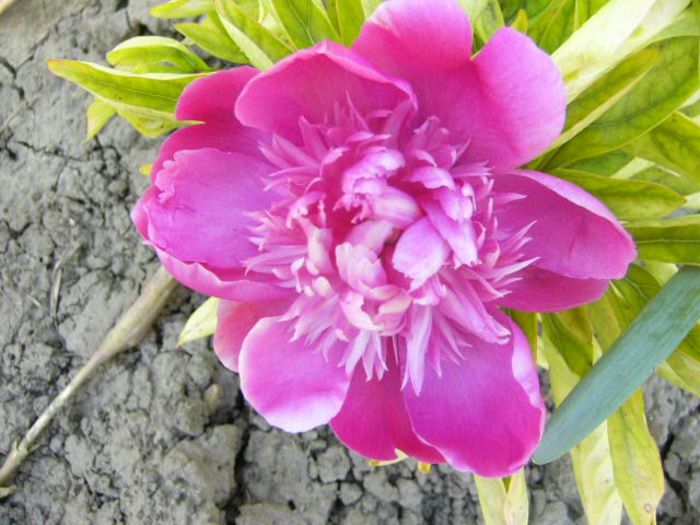 P1210760 - Gradina 2014 II