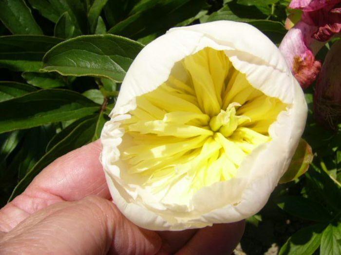 P1210763 - Gradina 2014 II