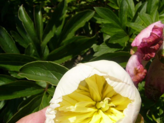 P1210764 - Gradina 2014 II