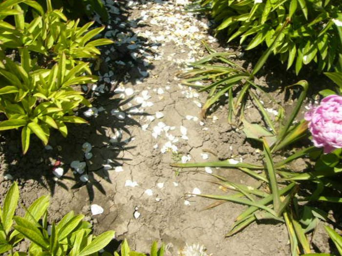 P1210766 - Gradina 2014 II