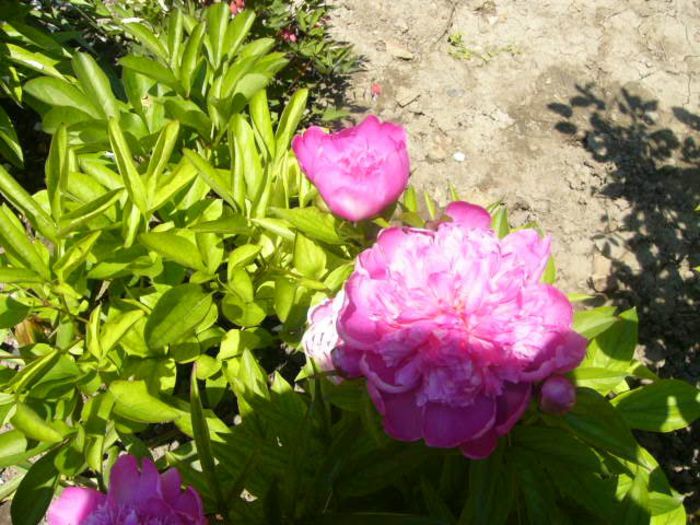 P1210768 - Gradina 2014 II