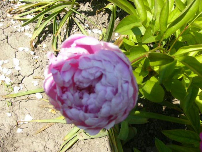 P1210769 - Gradina 2014 II