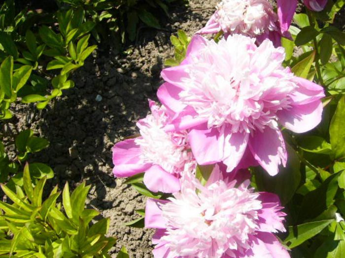 P1210771 - Gradina 2014 II