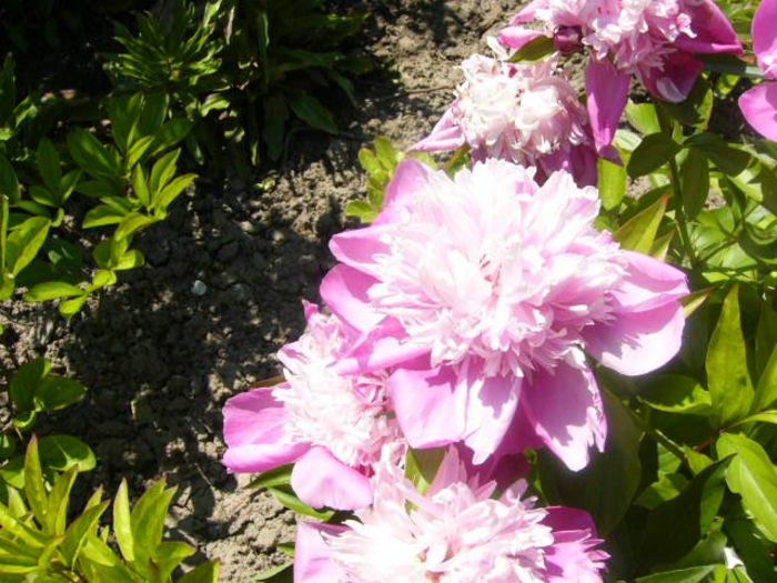 P1210772 - Gradina 2014 II