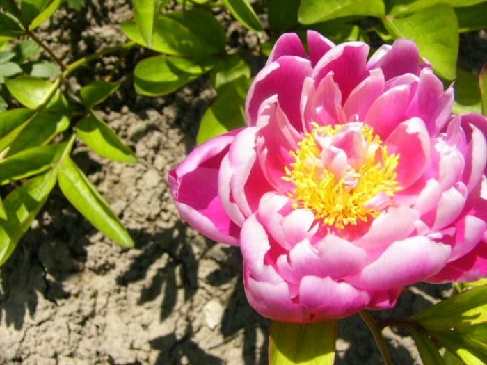 P1210774 - Gradina 2014 II