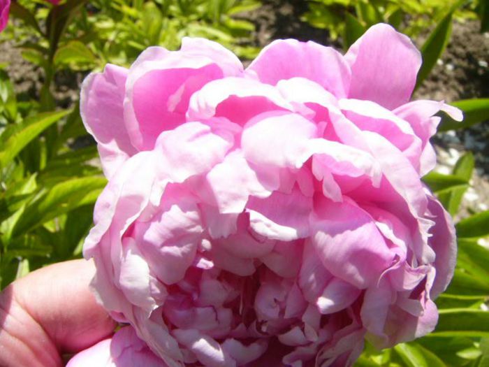 P1210777 - Gradina 2014 II