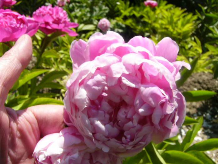 P1210778 - Gradina 2014 II