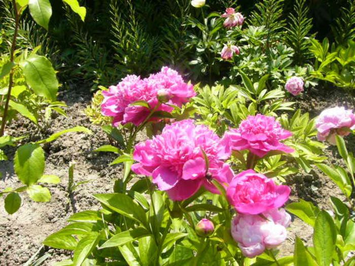 P1210780 - Gradina 2014 II