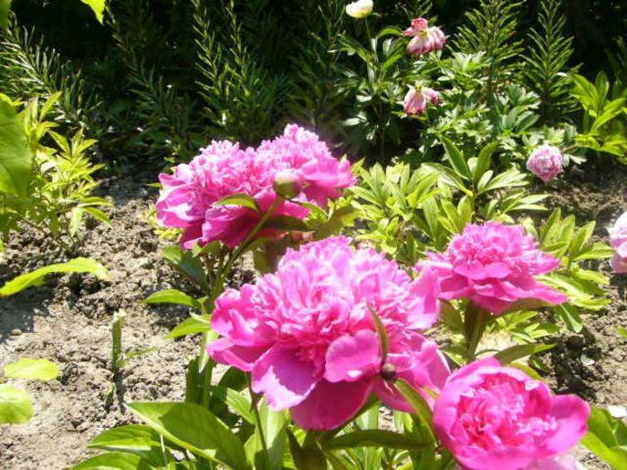 P1210782 - Gradina 2014 II