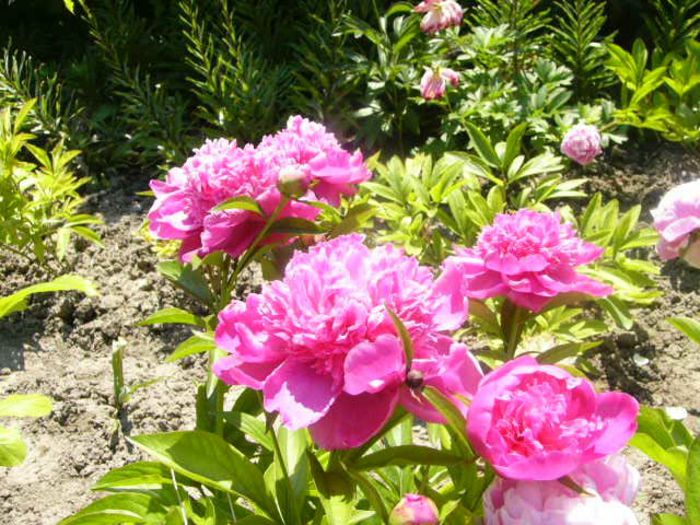 P1210783 - Gradina 2014 II