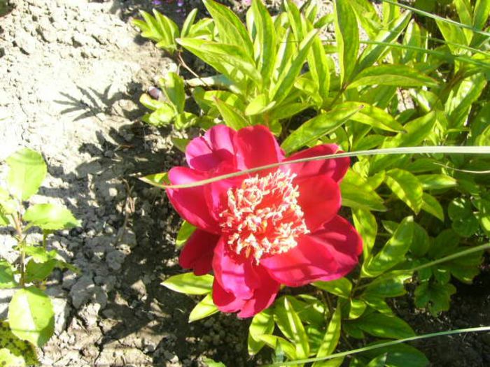 P1210784 - Gradina 2014 II