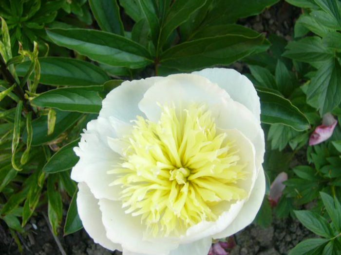 Honey Gold - Gradina 2014 II