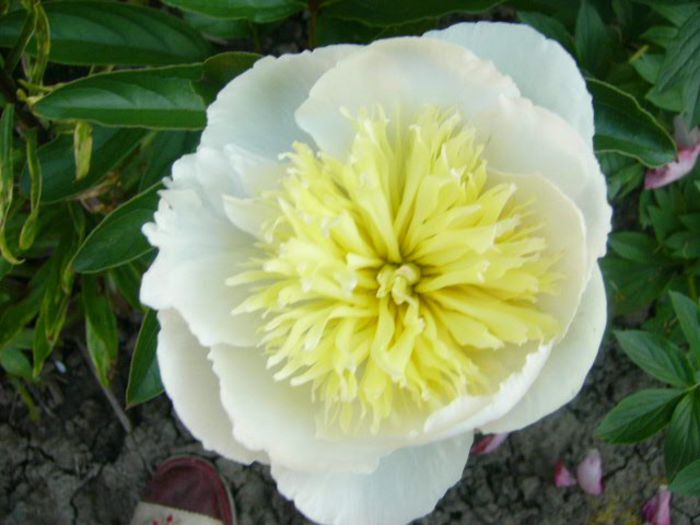 P1210789 - Gradina 2014 II