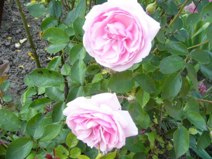 P1210790 - Gradina 2014 II