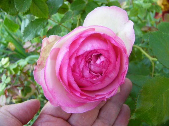 P1210796 - Gradina 2014 II