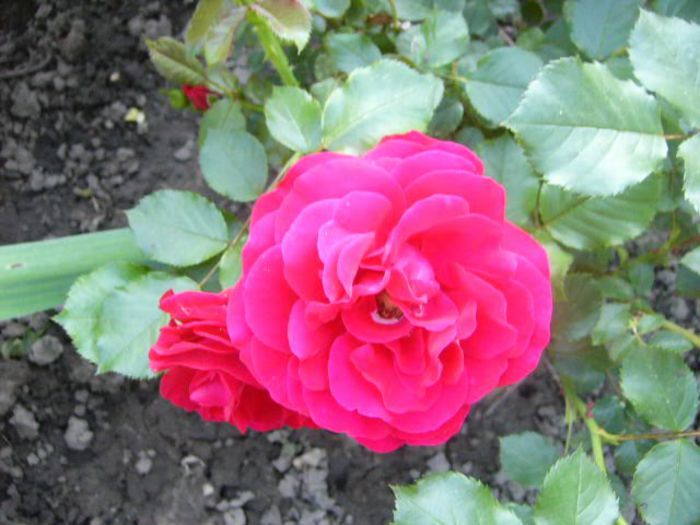 P1210801 - Gradina 2014 II