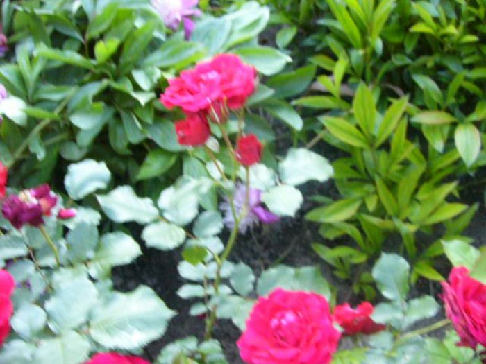 P1210803 - Gradina 2014 II