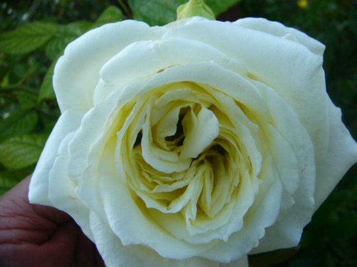 P1210805 - Gradina 2014 II