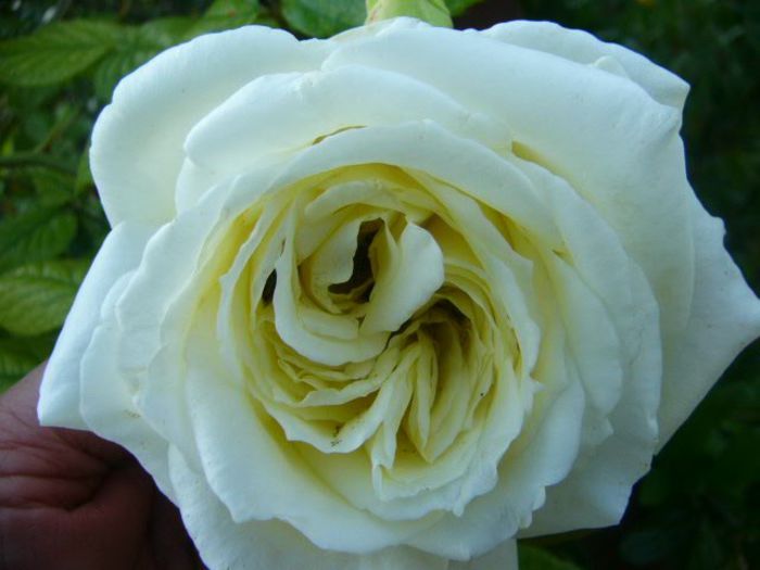 P1210806 - Gradina 2014 II