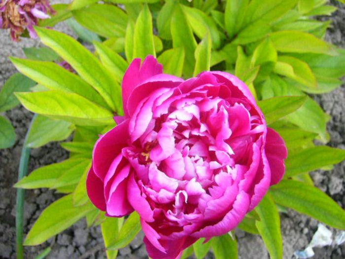 P1210808 - Gradina 2014 II