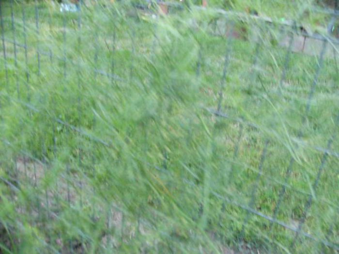 Asparagus - Gradina 2014 II