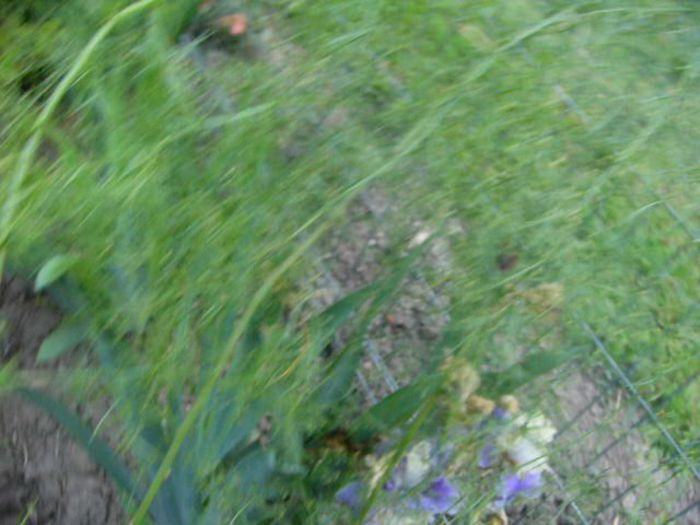 P1210848 - Gradina 2014 II