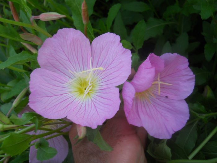 oenothera speciosa