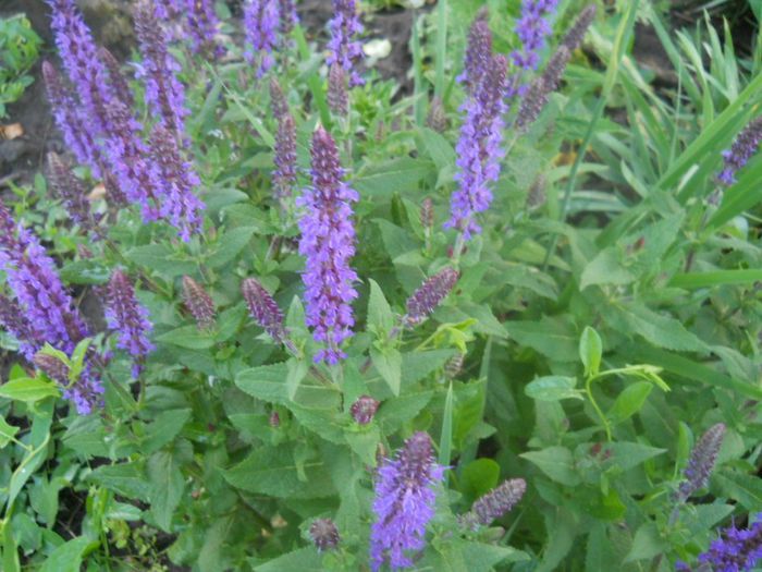 salvia nemorosa; 40cm
