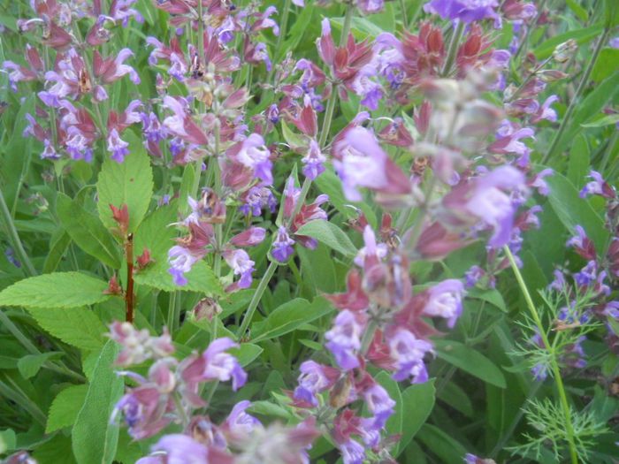 salvia officinallis