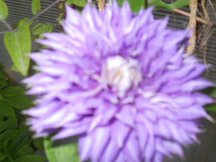 DSCN7850
