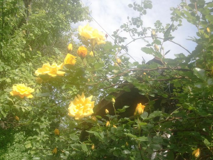 2014-05-22 10.07.45 - trandafiri