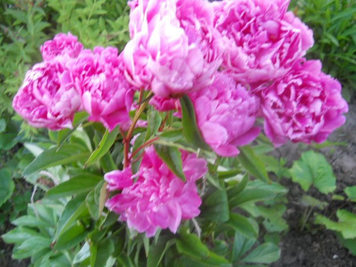 DSCN7848