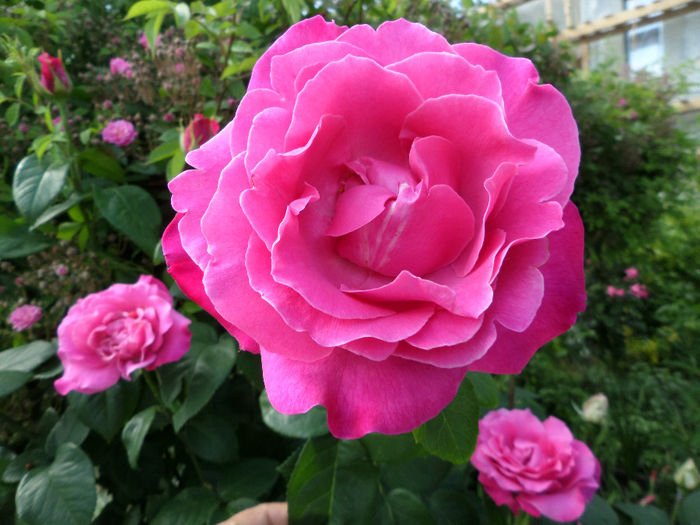 Parfume Passion - Trandafirii mei 2014