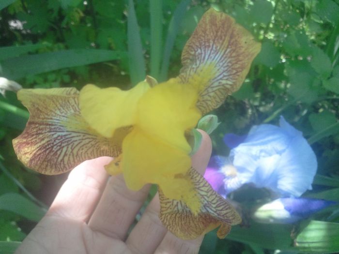2014-05-20 10.49.52 - rog ajutor sa completez colectia de irisi in august