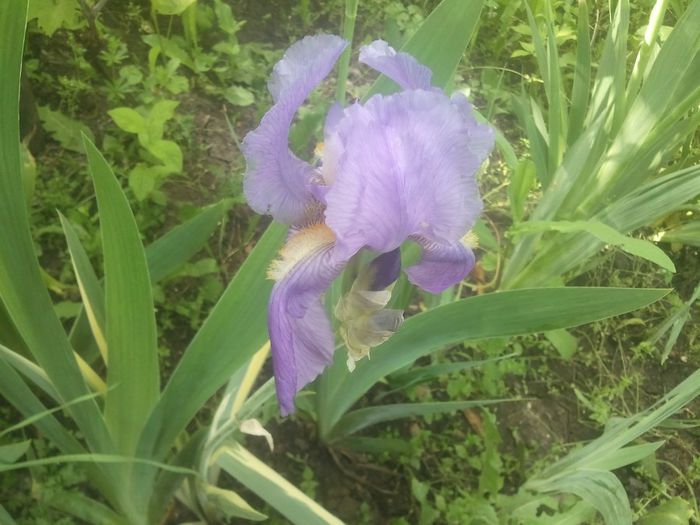 am - rog ajutor sa completez colectia de irisi in august