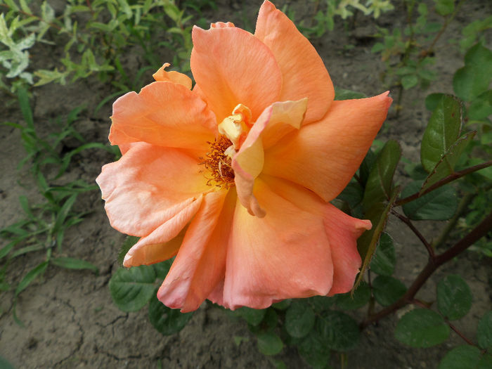 SAM_5842