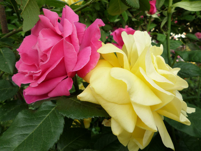 SAM_5861