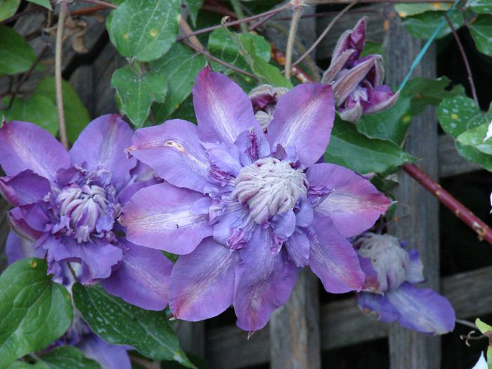 DSC07761 - clematis 2014