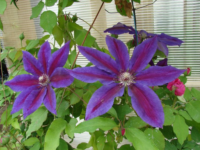 Wildfire - clematis 2014