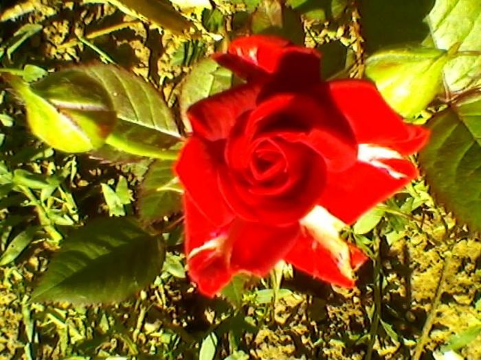 minirosa - trandafirii 2014