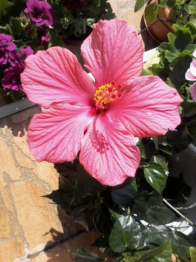 Mai 2014 002 - Hibiscus 2014-2015