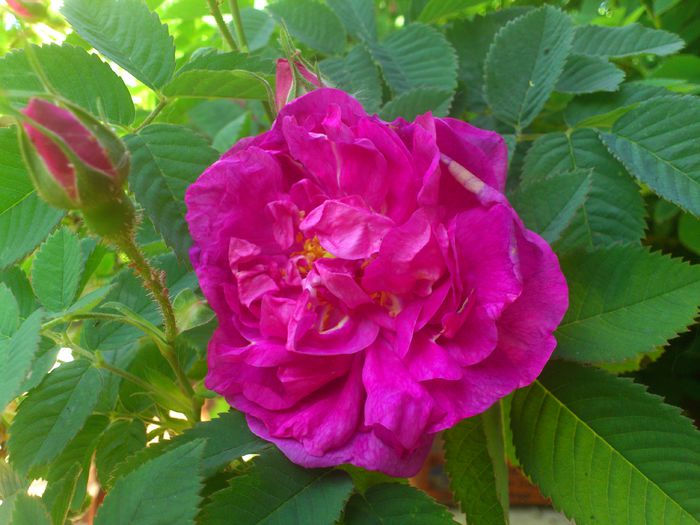 DSC_5300 - TRANDAFIRI 2014