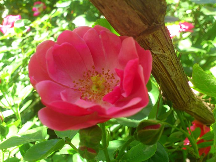 DSC_5298 - TRANDAFIRI 2014