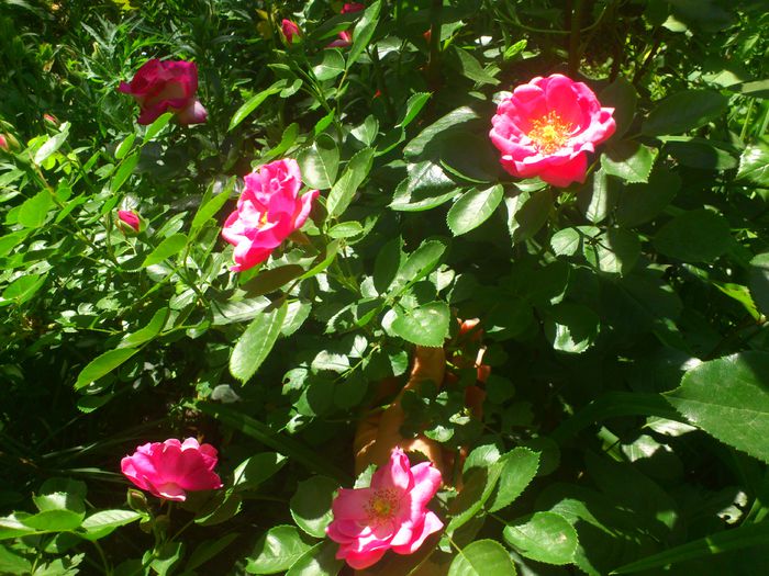 DSC_5297 - TRANDAFIRI 2014