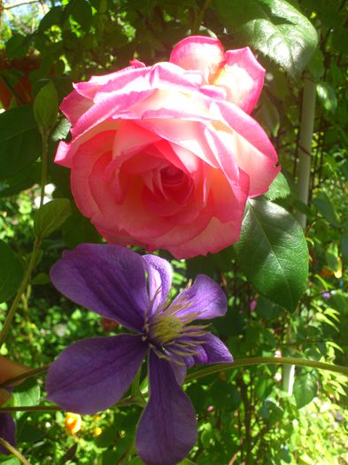 DSC_5296 - TRANDAFIRI 2014